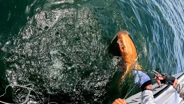 釣魚驚見橙色鯊魚！罕見橙身+白色眼睛 研究人員分析原因 