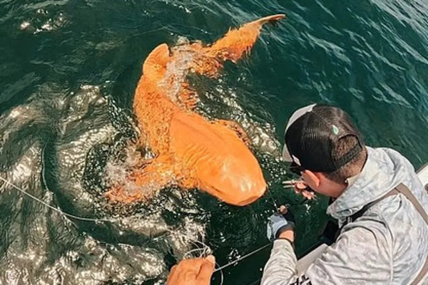 釣魚驚見橙色鯊魚！罕見橙身+白色眼睛 研究人員分析原因 