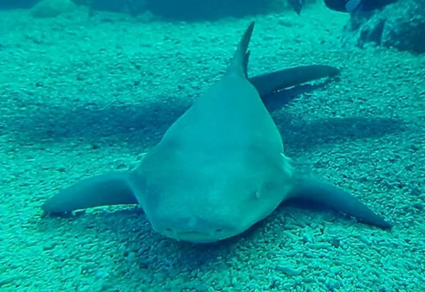 釣魚驚見橙色鯊魚！罕見橙身+白色眼睛 研究人員分析原因 