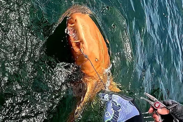 釣魚驚見橙色鯊魚！罕見橙身+白色眼睛 研究人員分析原因 