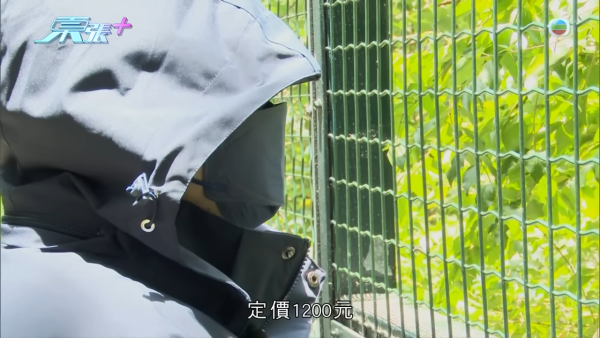 網購$1200佛牌墮連環騙局！港女貪48萬外圍六合彩彩金反遭勒索！同款蝴蝶牌淘寶僅售呢個價...