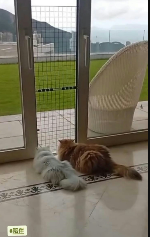 曬過億山頂獨立屋(圖片來源:IG@brianna.0li)