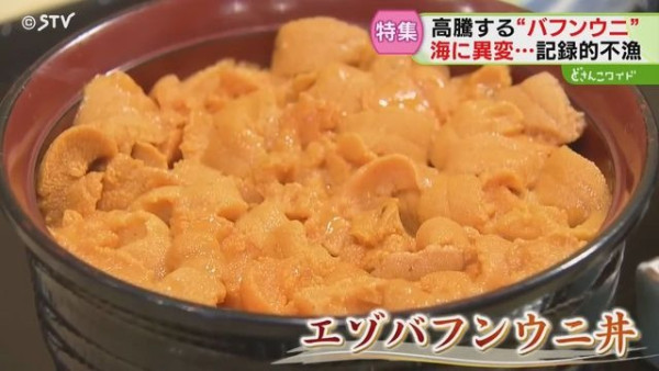 日本高溫天氣令北海道海膽減產！馬糞海膽蓋飯一碗最高索價1.8萬日圓 