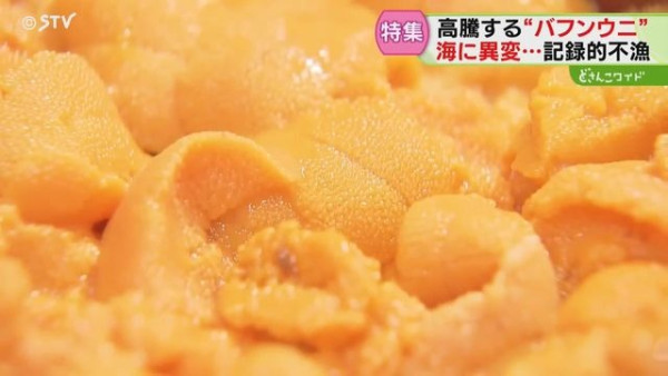 日本高溫天氣令北海道海膽減產！馬糞海膽蓋飯一碗最高索價1.8萬日圓 