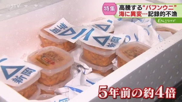 日本高溫天氣令北海道海膽減產！馬糞海膽蓋飯一碗最高索價1.8萬日圓 