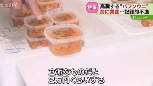 日本高溫天氣令北海道海膽減產！馬糞海膽蓋飯一碗最高索價1.8萬日圓 