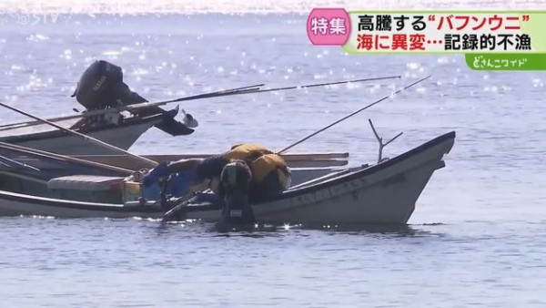 日本高溫天氣令北海道海膽減產！馬糞海膽蓋飯一碗最高索價1.8萬日圓 