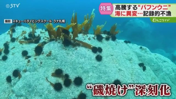 日本高溫天氣令北海道海膽減產！馬糞海膽蓋飯一碗最高索價1.8萬日圓 