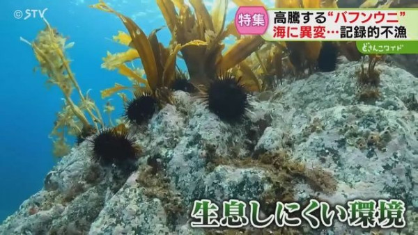 日本高溫天氣令北海道海膽減產！馬糞海膽蓋飯一碗最高索價1.8萬日圓 