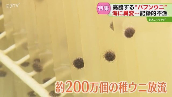 日本高溫天氣令北海道海膽減產！馬糞海膽蓋飯一碗最高索價1.8萬日圓 