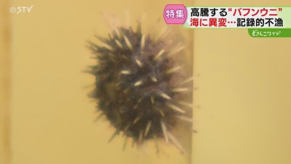 日本高溫天氣令北海道海膽減產！馬糞海膽蓋飯一碗最高索價1.8萬日圓 