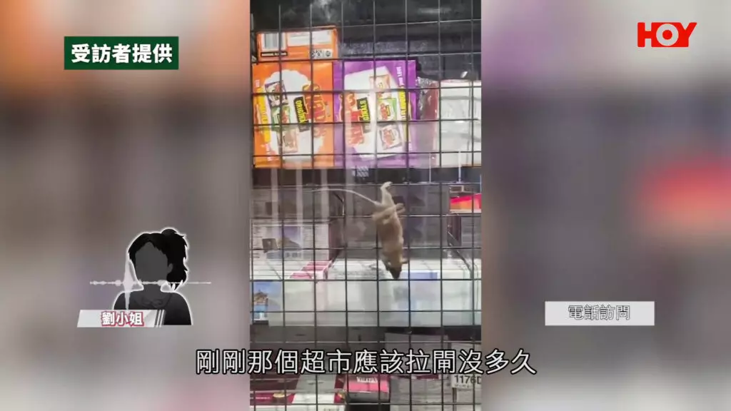 樂富超市變「老鼠樂園」啃咬食物 專家：已成它們安全藏身之所