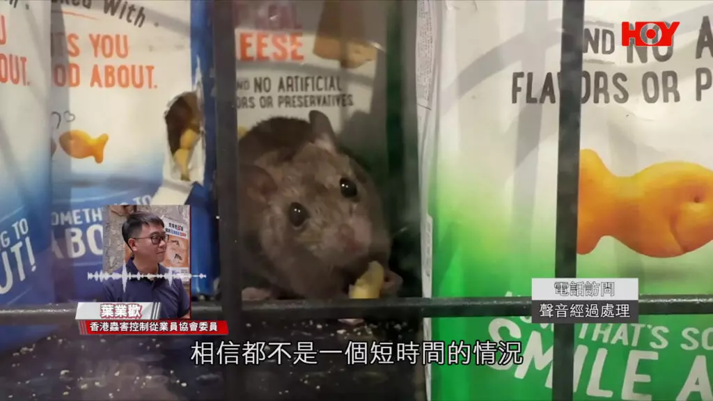 樂富超市變「老鼠樂園」啃咬食物 專家：已成它們安全藏身之所