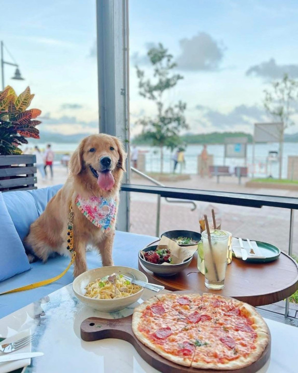 （圖片：Turtle by the Sea Facebook）