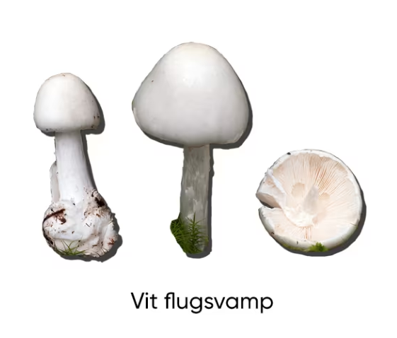 內地客瑞典摘蘑菇集體中毒險死！致命品種疑「白毒鵝膏」醫生驚呼罕見 