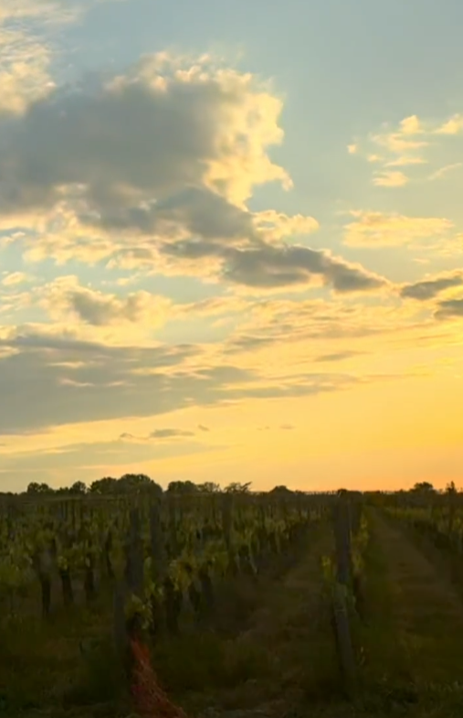 近照皮膚無瑕(圖片來源：小紅書@張曼玉 Maggie）