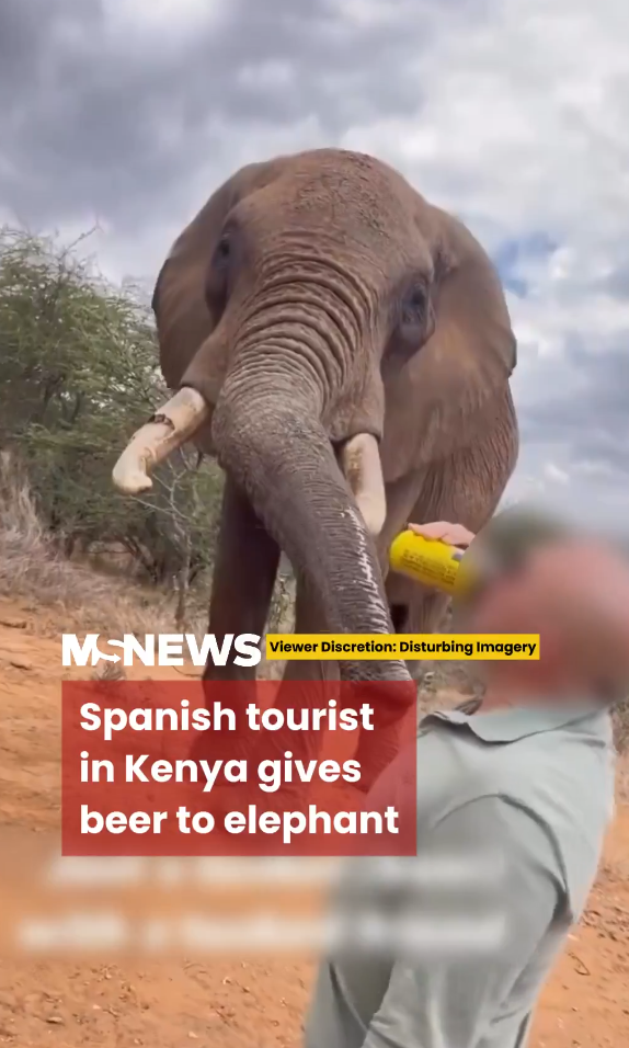 無品遊客向非洲大象鼻灌啤酒 惡質行為惹眾怒：應驅逐出境！ 