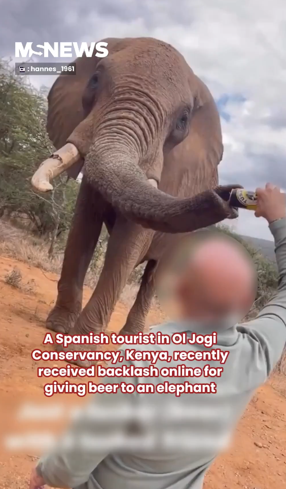 無品遊客向非洲大象鼻灌啤酒 惡質行為惹眾怒：應驅逐出境！ 
