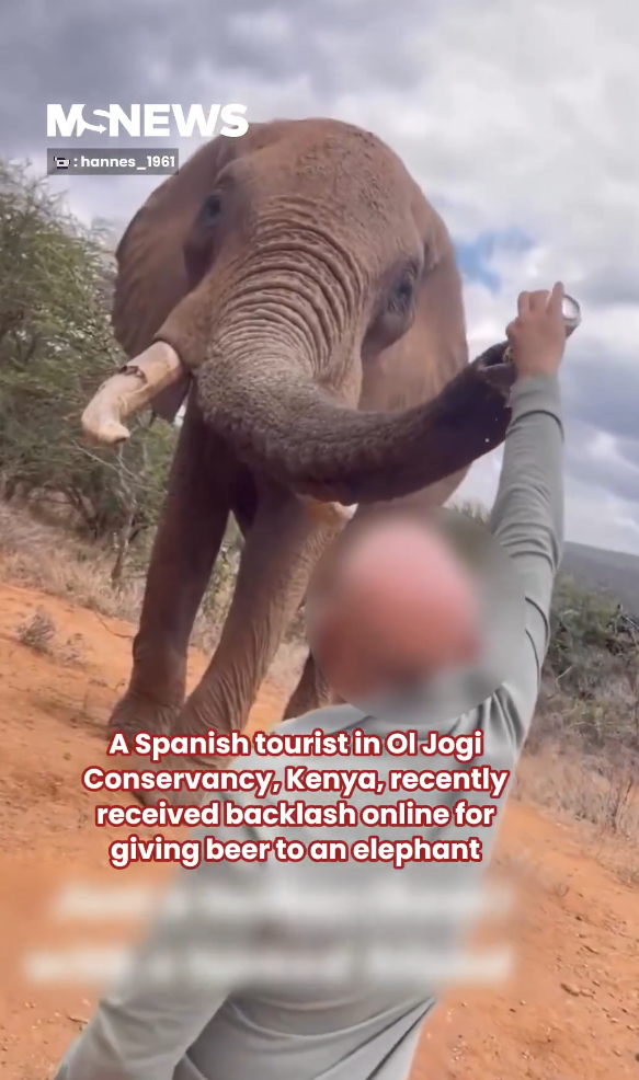 無品遊客向非洲大象鼻灌啤酒 惡質行為惹眾怒：應驅逐出境！ 