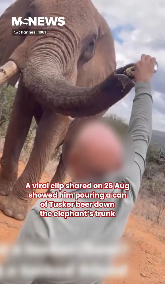 無品遊客向非洲大象鼻灌啤酒 惡質行為惹眾怒：應驅逐出境！ 