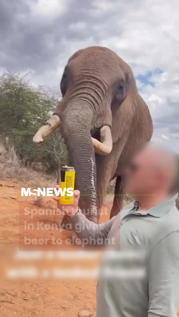 無品遊客向非洲大象鼻灌啤酒 惡質行為惹眾怒：應驅逐出境！ 