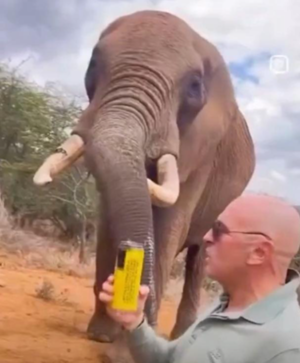 無品遊客向非洲大象鼻灌啤酒 惡質行為惹眾怒：應驅逐出境！ 