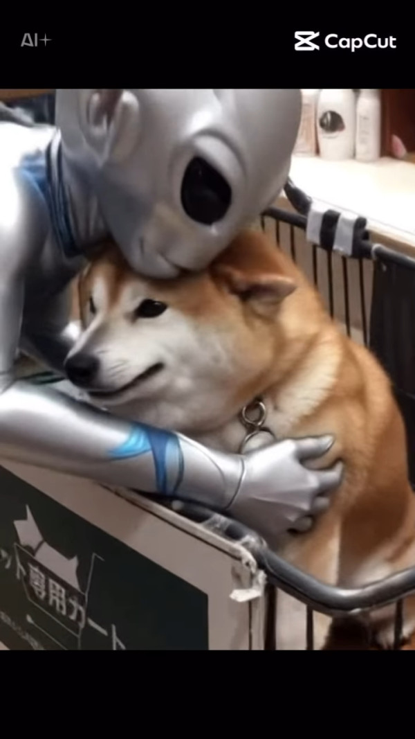 紅遍華語圈「不可以色色」柴犬去世享年17歲 主人心碎製作AI影片悼念 