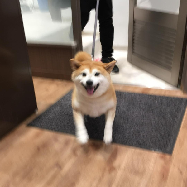 紅遍華語圈「不可以色色」柴犬去世享年17歲 主人心碎製作AI影片悼念 