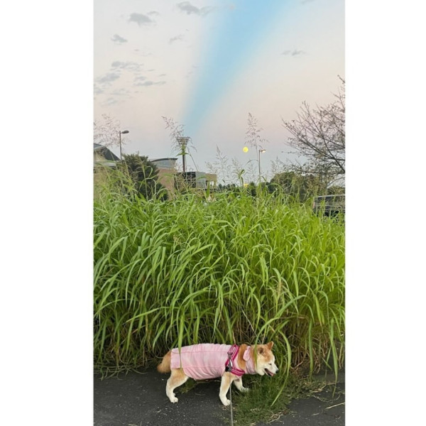 紅遍華語圈「不可以色色」柴犬去世享年17歲 主人心碎製作AI影片悼念 