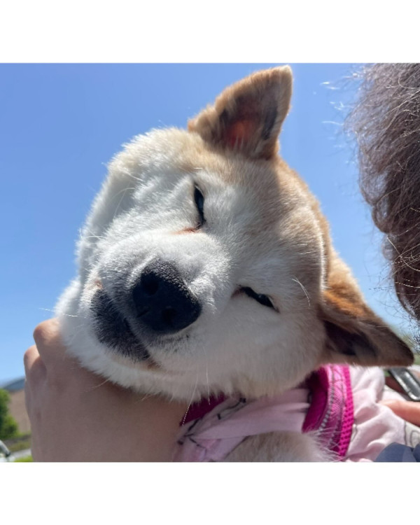 紅遍華語圈「不可以色色」柴犬去世享年17歲 主人心碎製作AI影片悼念 