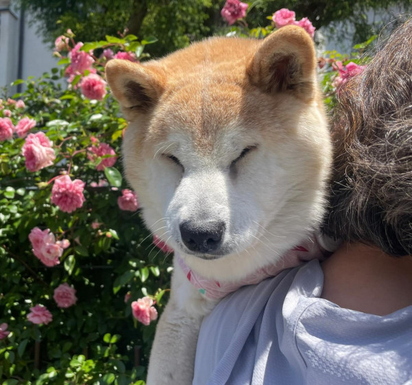 紅遍華語圈「不可以色色」柴犬去世享年17歲 主人心碎製作AI影片悼念 