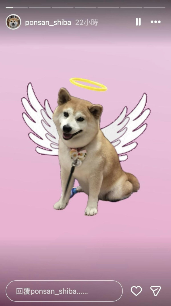 紅遍華語圈「不可以色色」柴犬去世享年17歲 主人心碎製作AI影片悼念 