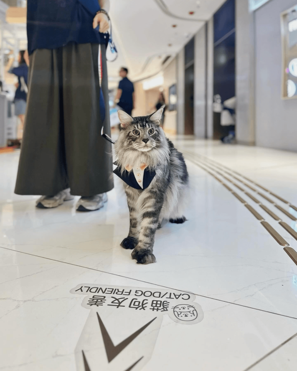 寵物好去處2025｜港島區寵物友善商場推介 全新寵物公園/一站式寵物玩樂區