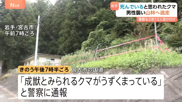 日本熊竟在馬路扮死「翻生」玩突襲！專家都被騙遭咬傷 