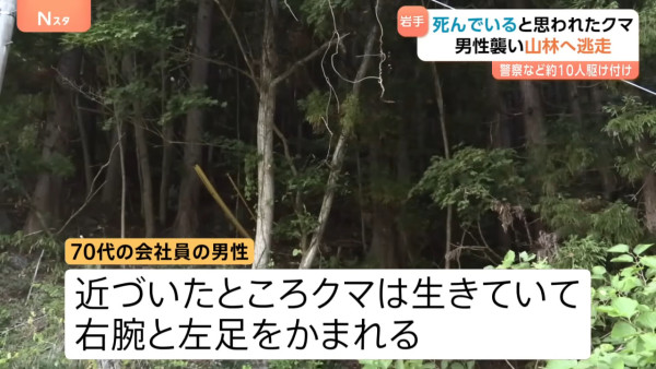 日本熊竟在馬路扮死「翻生」玩突襲！專家都被騙遭咬傷 