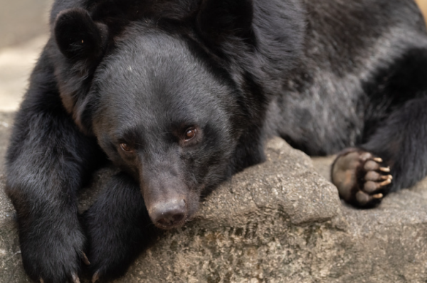 日本熊竟在馬路扮死「翻生」玩突襲！專家都被騙遭咬傷 