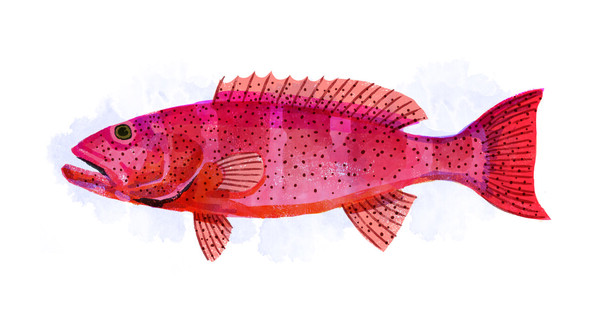 紅磡街市買一種魚後中雪卡毒 受害者四肢麻痹+腹瀉+目前仍留醫 