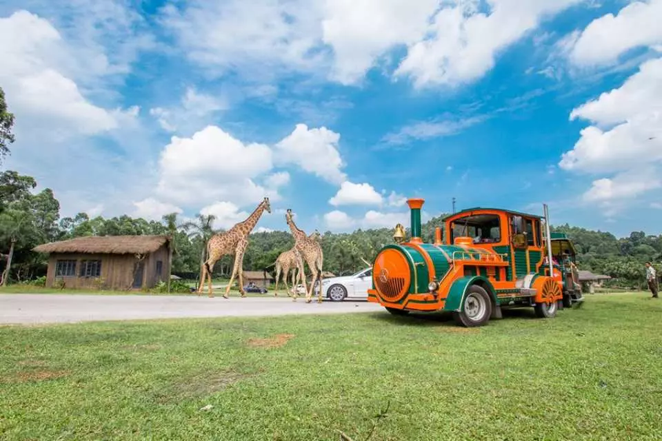 廣州長隆野生動物世界。圖片來源：Kkday