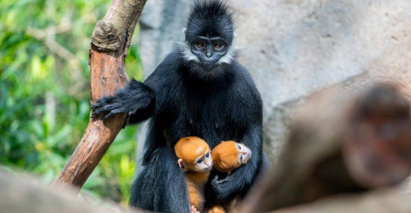 廣州長隆野生動物世界。圖片來源：Kkday