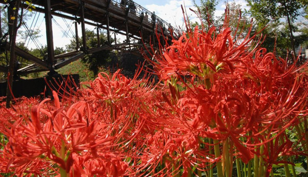日本彼岸花賞花景點推介