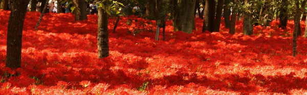 日本彼岸花賞花景點推介