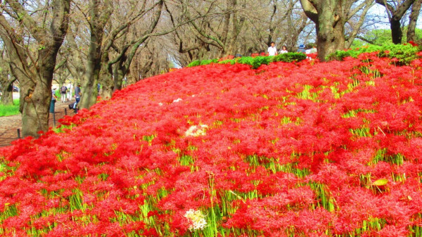 日本彼岸花賞花景點推介