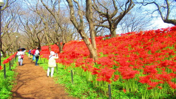 日本彼岸花賞花景點推介