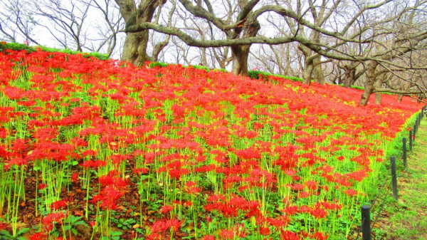 日本彼岸花賞花景點推介