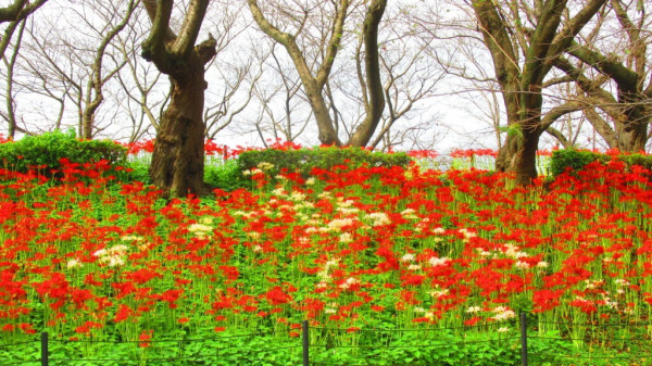 日本彼岸花賞花景點推介