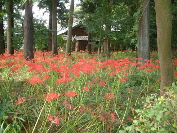 日本彼岸花賞花景點推介