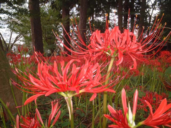 日本彼岸花賞花景點推介