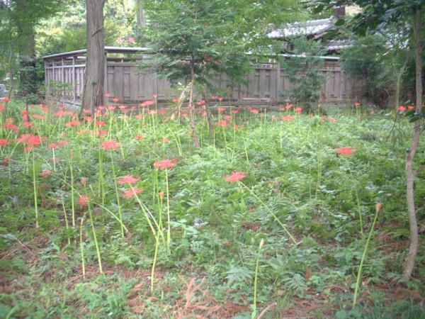 日本彼岸花賞花景點推介