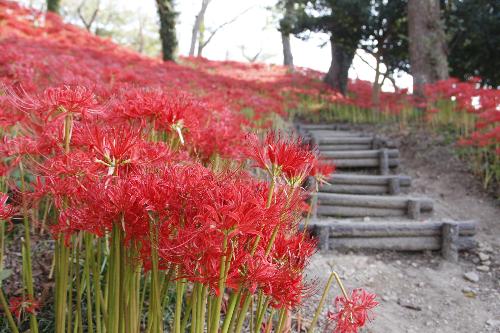 日本彼岸花賞花景點推介