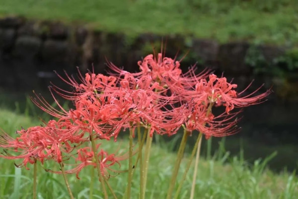 日本彼岸花賞花景點推介